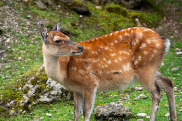 Wild Sika Deer 