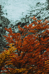 autumn in the forest in patagonia