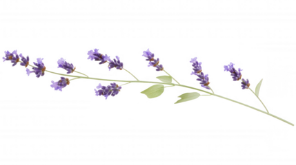 lavender herb branch isolated on white and transparent background