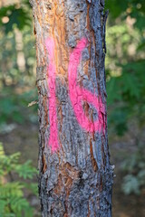 inscription in red paint number sixteen on brown bark of pine tree selected for felling in summer...