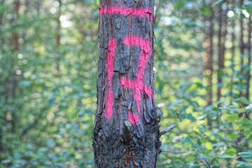 inscription in red paint number seventeen on brown bark of pine tree selected for felling in summer forest