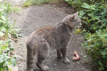 one gray big stray cat stands on the asphalt near a piece of raw meat on the street with green vegetation