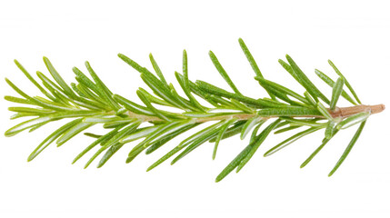 Fototapeta premium rosemary branch isolated on white and transparent background