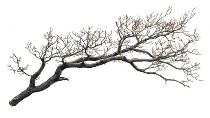 Fototapeta premium tree branch isolated on white and transparent background