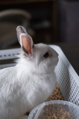 Fototapeta premium A domestic white rabbit with gray ears in a home environment