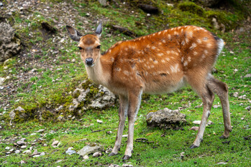 Wild Sika Deer 
