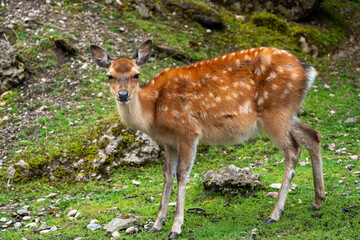 Wild Sika Deer 