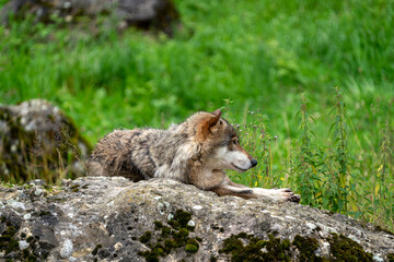Sleepy wolf