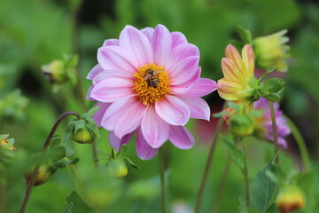 Obraz premium Dahlia flowers in the garden on green leaves background.