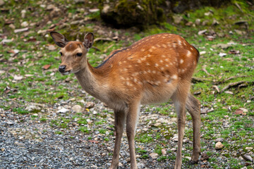 Wild Sika Deer 
