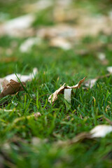tree leaves fallen on a lawn in autumn, focus on a leaf and background out of focus.