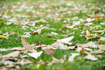 tree leaves fallen on a lawn in autumn, focus on a leaf and background out of focus.