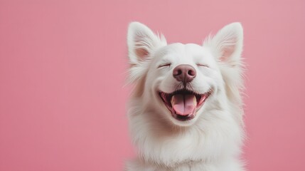 ピンクのパステル調の背景と笑顔の犬