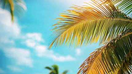 Fototapeta premium Bright sunlight filtering through palm leaves on a clear tropical day