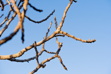 branches of a tree without leaves due to the autumn, in the background a blue sky