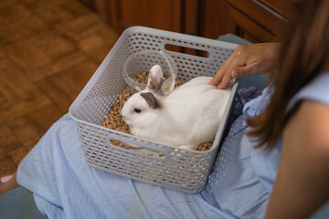 A domestic white rabbit with gray ears in a home environment