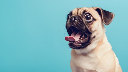 Obraz premium パステル ブルーの背景と驚くパグ