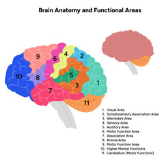 Brain anatomy and functional areas educational 
