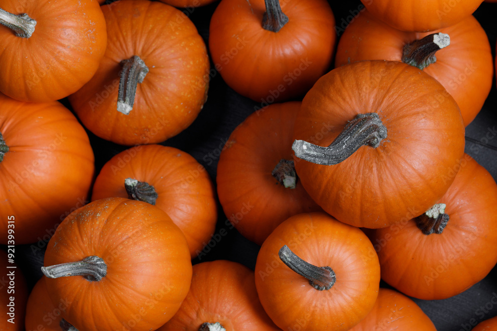 Wall mural many pumpkins close up in the studio