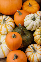 many pumpkins close up in the studio