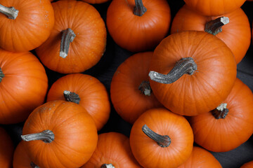 many pumpkins close up in the studio