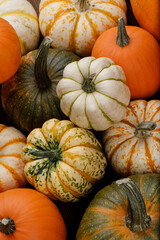 many pumpkins close up in the studio
