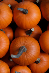 many pumpkins close up in the studio