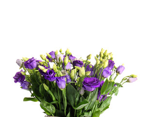 Eustoma flowers on white background