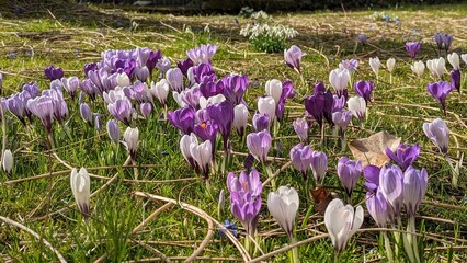 Krokusse in wei&szlig; und lila auf der Wiese 