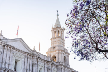 Obraz premium Tower of the Cathedral of Arequipa Peru with the jacaranda tree