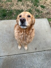 A golden retriever sitting patiently on a concrete patio surrounded by grass in the afternoon light