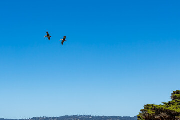 Flying Pelicans at Point Lobos, Carmel, California.