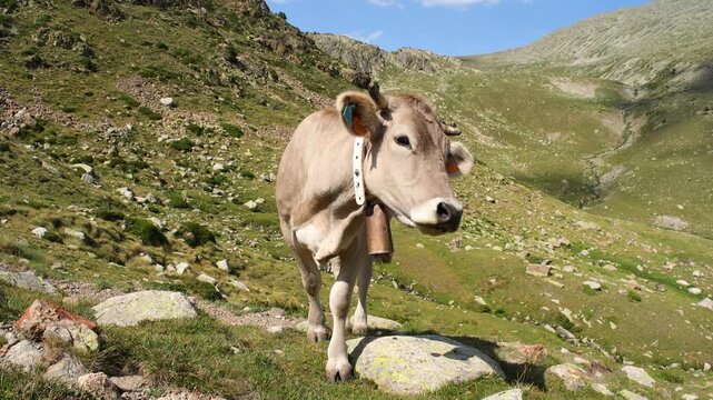 Cow pasture in the pyrenees, spain