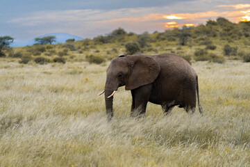 Obraz premium Elephant in the Golden Light of the Kenyan Savanna at Sunset