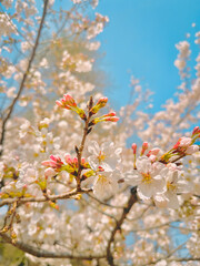cherry tree blossom