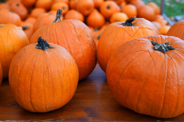 large, vibrant orange pumpkins displayed on a wooden surface, with more pumpkins in the background, emphasizing the autumn harvest