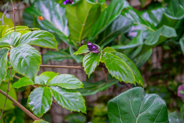 Beautiful purple moth that sits on a plant leaf