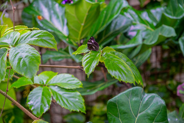 A mottled butterfly that sits on a green leaf in a summer garden in clear weather