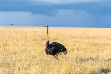 Naklejka premium Ostrich in the Heart of the Kenyan Savanna