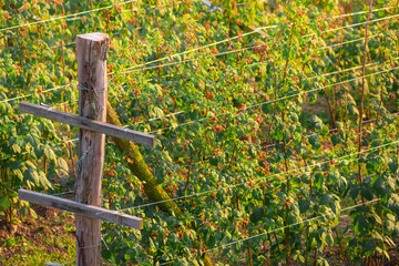 Closeup of a raspberry plantation with ripe berries on branches, showcasing the vibrant red fruits and green leaves in a rural setting.