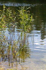 Reeds Growing by the Water's Edge