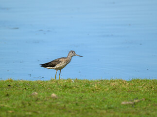 Common Greenshank standing on grass at wetland