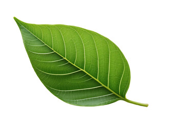 Obraz premium green leaf isolated on white