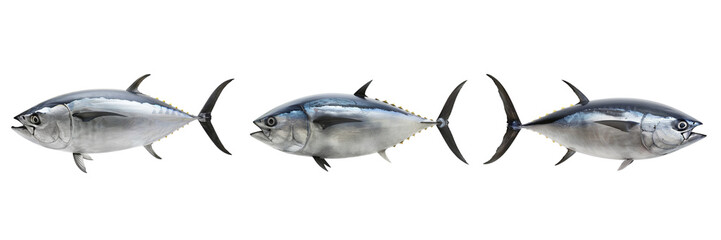 Obraz premium Untitled design - A set of Side view of a tuna fish with its sleek body on a transparent background