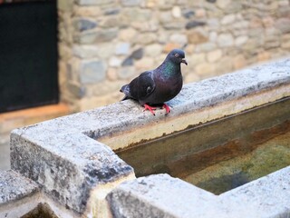 A gray pigeon is perched on the edge of a stone trough, poised to drink water