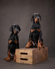 Two Dobermans puppy pose together, their collective gaze and strong postures emphasizing a familial...