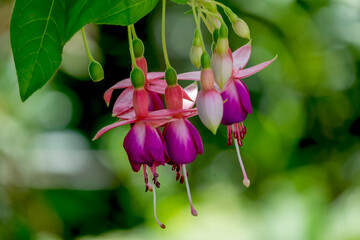 Fuchsien