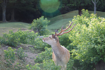 叢に佇む雄の鹿
