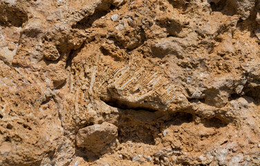 Fossil corals of the Red Sea. Ancient creatures, turned into stone. Reef corals.