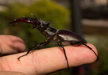 Lucanus cervus is the best-known species of stag beetle (family Lucanidae) in Western Europe. An imago is a male insect in the palm of a human hand.